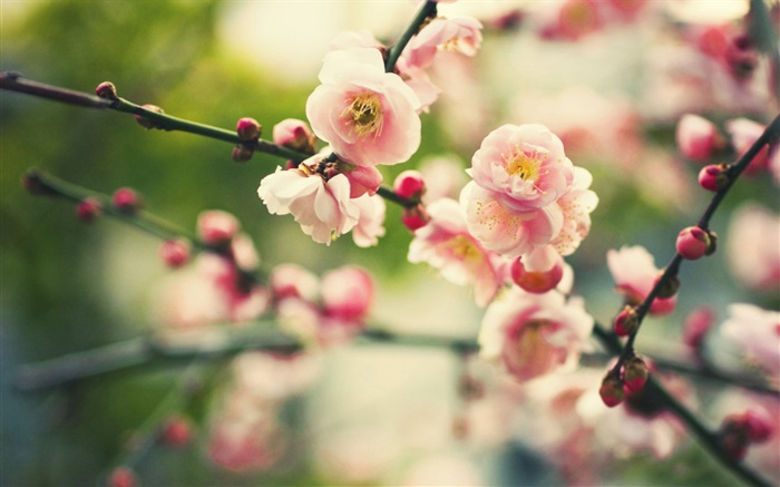 Flores de ameixa-de-rosa, bokeh Papéis de Parede, imagem