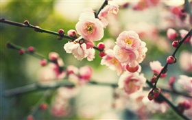 Flores de ameixa-de-rosa, bokeh