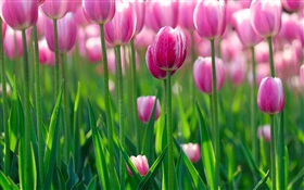 Flores tulipa cor de rosa, amanhecer