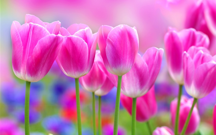 Tulipas flores cor de rosa, borrão Papéis de Parede, imagem