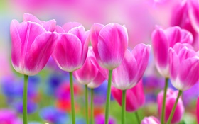 Tulipas flores cor de rosa, borrão HD Papéis de Parede
