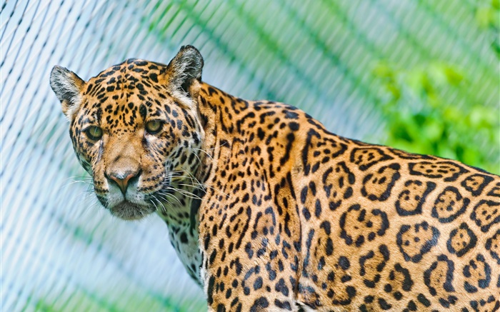 Predadores, jaguar, olhar Papéis de Parede, imagem