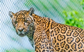 Predadores, jaguar, olhar HD Papéis de Parede