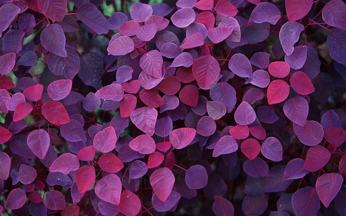 Folhas roxas, plantas Papéis de Parede, imagem