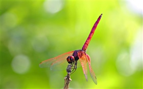 libélula vermelha HD Papéis de Parede