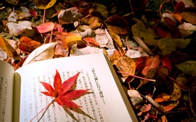 Folhas vermelhas, livro japonês HD Papéis de Parede
