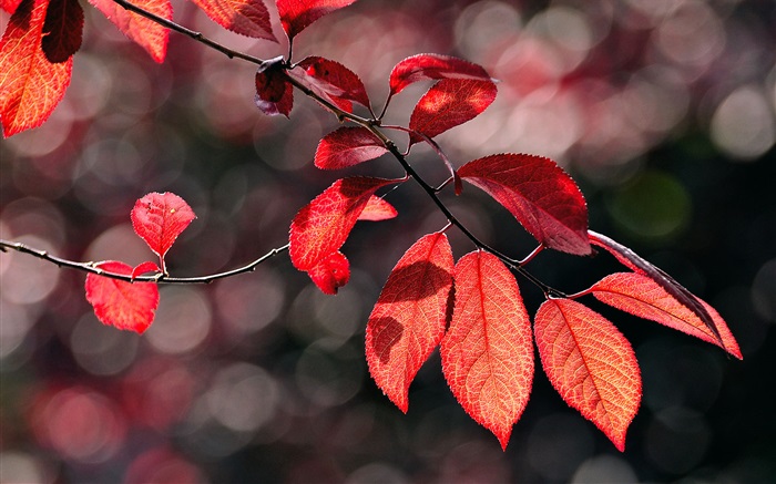 Folhas vermelhas sob o sol Papéis de Parede, imagem