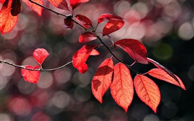 Folhas vermelhas sob o sol HD Papéis de Parede
