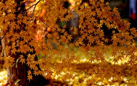 Folhas de bordo vermelhas, árvore, outono