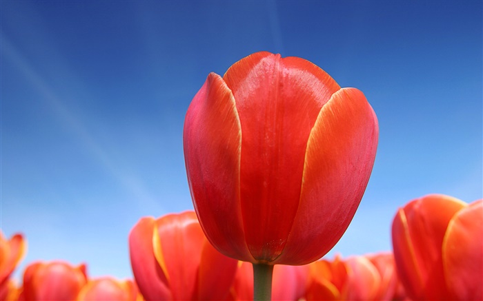 Flor vermelha da tulipa close-up, céu azul Papéis de Parede, imagem