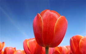 Flor vermelha da tulipa close-up, céu azul
