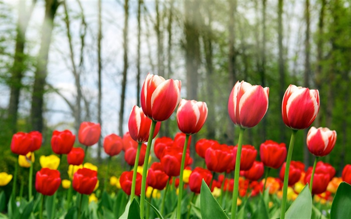 Flores vermelhas da tulipa Papéis de Parede, imagem