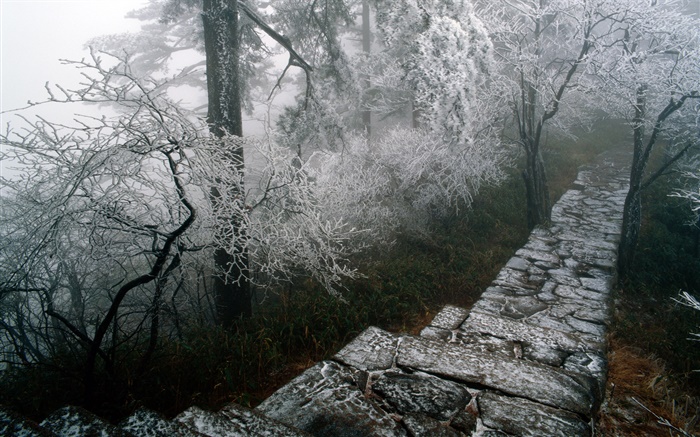 rime cenário, árvores, inverno, neve, cenário China Papéis de Parede, imagem