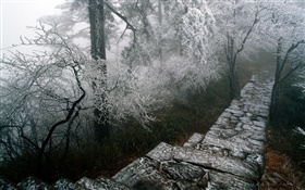 rime cenário, árvores, inverno, neve, cenário China HD Papéis de Parede