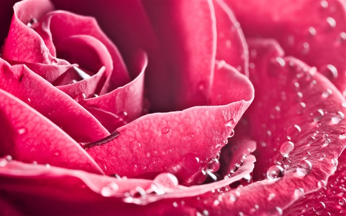 flor rosa close-up, pétalas, gotas de água Papéis de Parede, imagem
