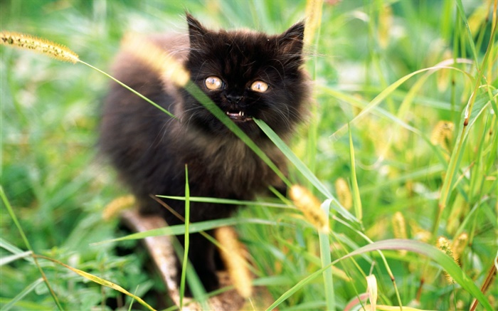 Pequeno gatinho preto na grama Papéis de Parede, imagem