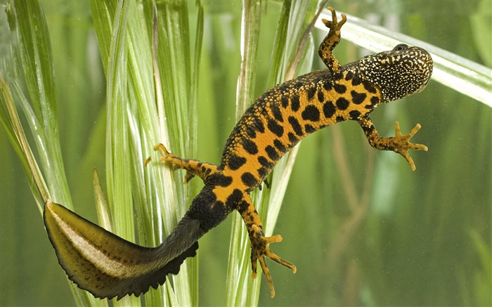 salamandra manchada Papéis de Parede, imagem