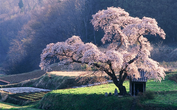 Primavera árvore de cereja Papéis de Parede, imagem