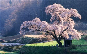 Primavera árvore de cereja HD Papéis de Parede