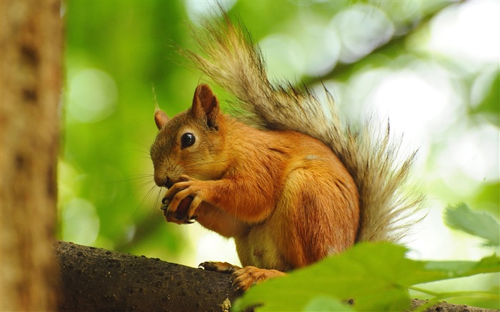 Squirrel comer a fruta Papéis de Parede, imagem
