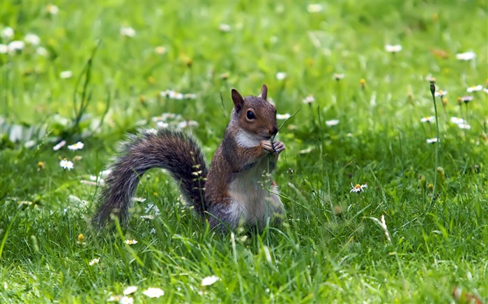 Esquilo na grama Papéis de Parede, imagem