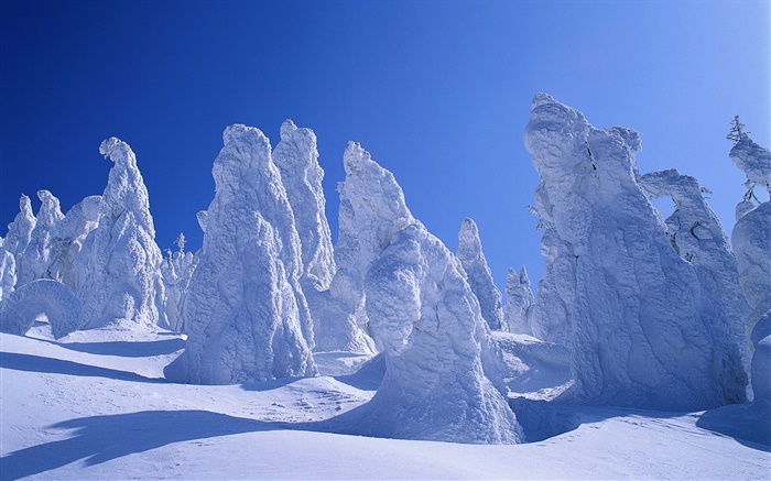 Espessa neve, árvores, inverno Papéis de Parede, imagem