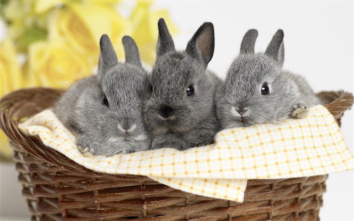 Três coelho cinzento Papéis de Parede, imagem