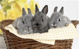 Três coelho cinzento HD Papéis de Parede