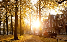 Árvores, luz solar, outono, casas