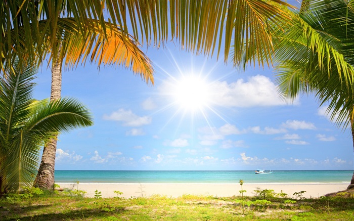 Tropical praia, sol, palmeiras Papéis de Parede, imagem