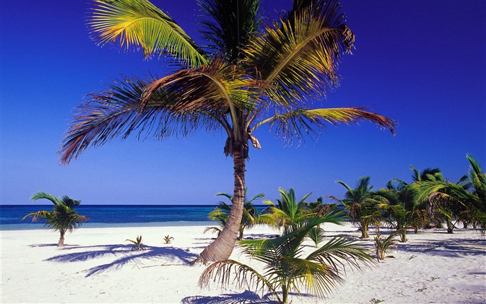 Praia tropical com palmeiras Papéis de Parede, imagem