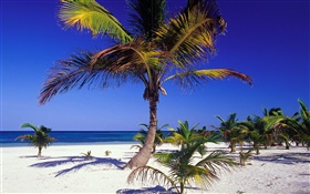 Praia tropical com palmeiras HD Papéis de Parede