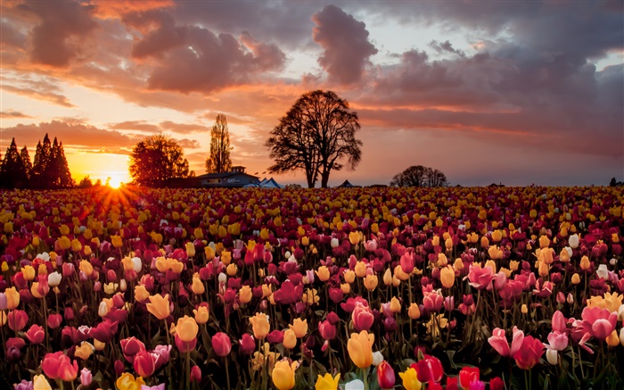 campo de flores tulipa, por do sol morno Papéis de Parede, imagem