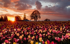 campo de flores tulipa, por do sol morno HD Papéis de Parede