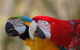 Dois papagaio bonito HD Papéis de Parede