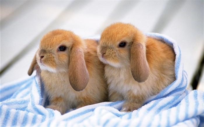 Dois filhotes de coelho Papéis de Parede, imagem