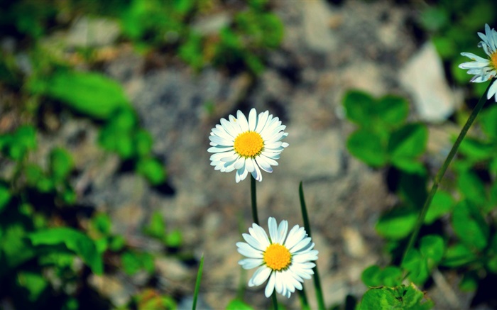 Duas margaridas brancas flores Papéis de Parede, imagem