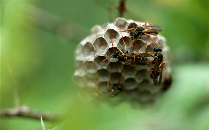 vespa, inseto Papéis de Parede, imagem