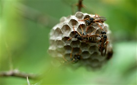 vespa, inseto HD Papéis de Parede
