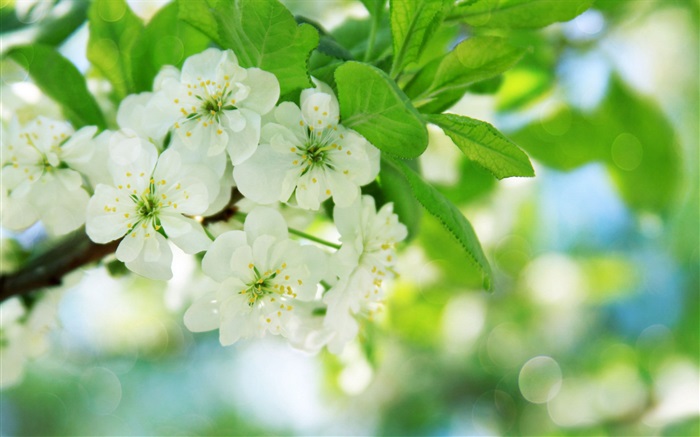 Flores de cerejeira brancas Papéis de Parede, imagem