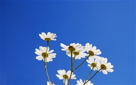 Pequenas flores brancas, céu azul HD Papéis de Parede