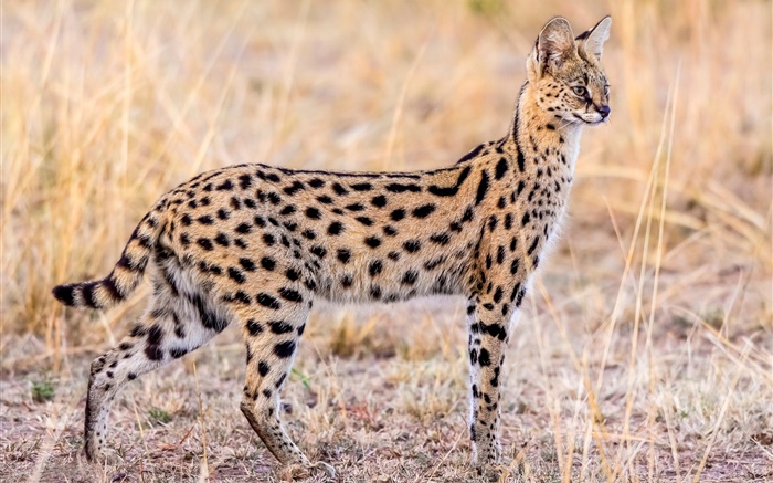 animais selvagens, gato serval Papéis de Parede, imagem