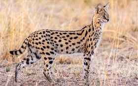 animais selvagens, gato serval HD Papéis de Parede