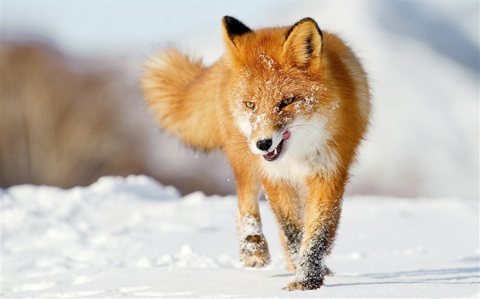 raposa inverno Papéis de Parede, imagem