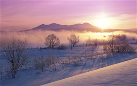 Manhã do inverno, neve, árvores, névoa, nascer do sol HD Papéis de Parede