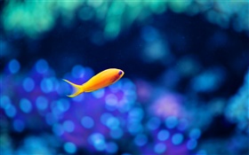 Peixes amarelos, água azul HD Papéis de Parede