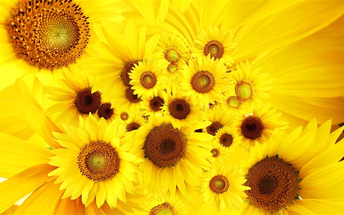 Flores amarelas, girassóis Papéis de Parede, imagem