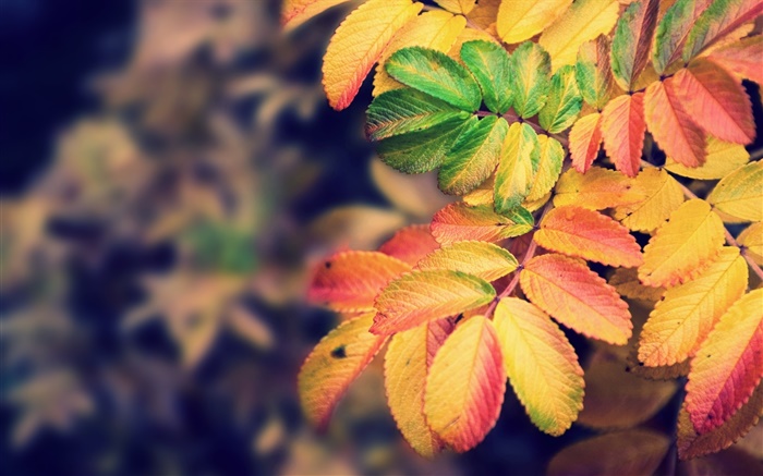 Folhas amarelas, outono Papéis de Parede, imagem