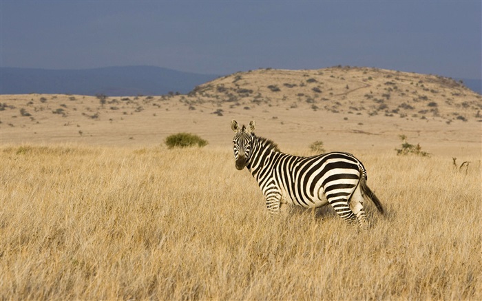 zebra na pradaria Papéis de Parede, imagem