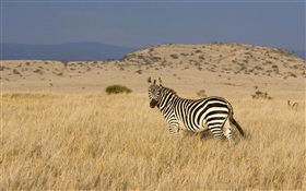 zebra na pradaria